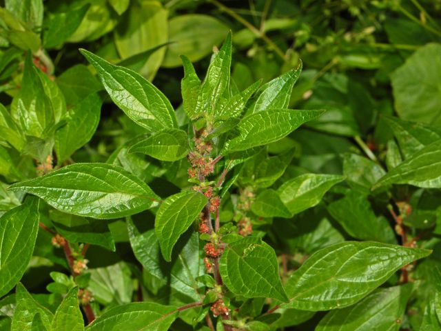 Parietaria judaica / Vetriola minore